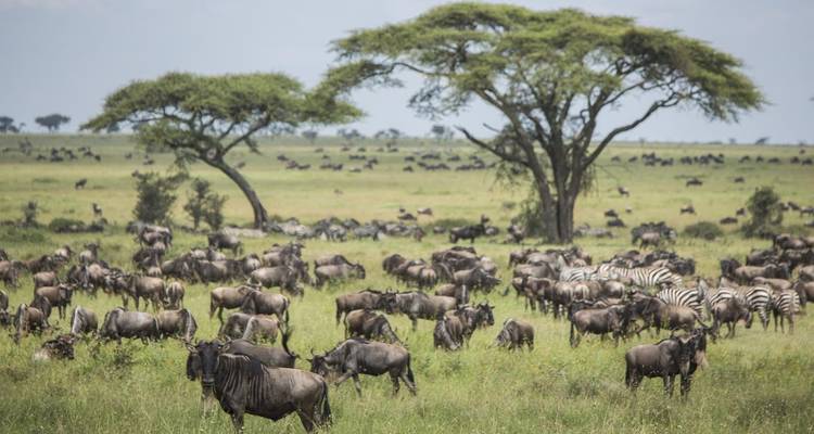 Gnus und Zebras beim Grasen mit Akazienbäumen im Hintergrund.