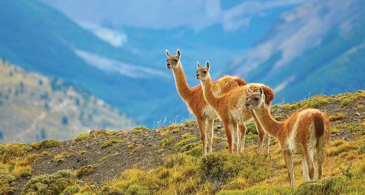 Patagonia Wilderness (2020) - Travel Marvel