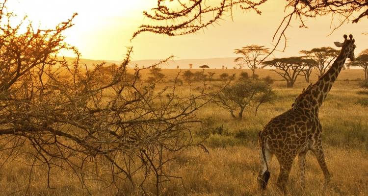 Giraffe, die bei Sonnenuntergang durch die Savanne wandelt.