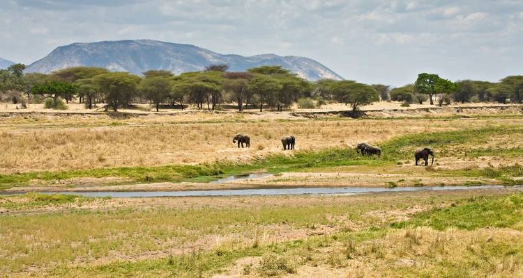 Elefanten in der Savannenlandschaft mit fernen Bergen.
