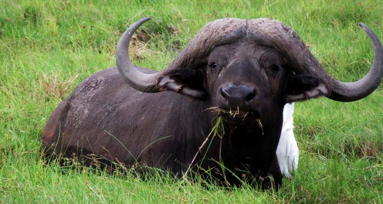 Búfalo tumbado en la hierba con pájaros alrededor.