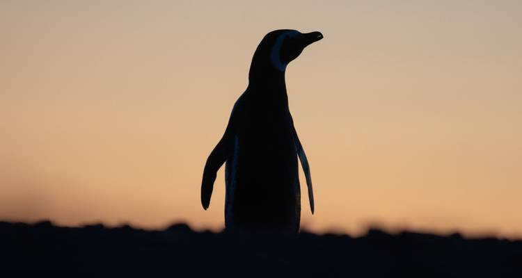 Ein einsamer Pinguin-Silhouette vor einem Sonnenuntergang-Hintergrund.