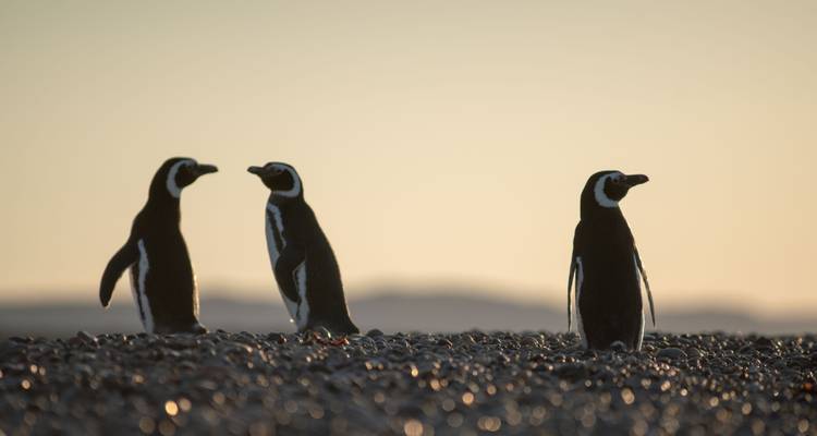 Drei Pinguine stehen bei Sonnenuntergang auf felsigem Boden.