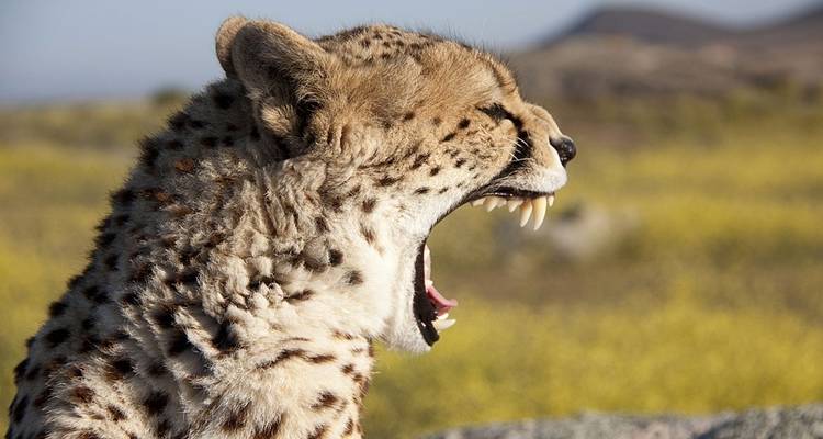 1-Day Amboseli Mountain and Wildlife Safari - Ngurumah Tours and Travel