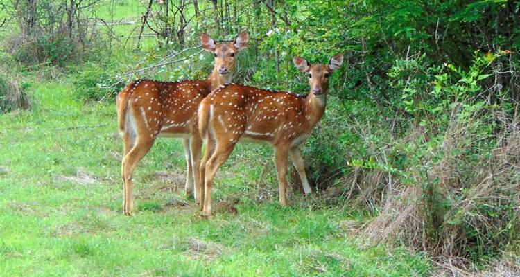 Zwei Hirsche in einer natürlichen Umgebung mit Grünzeug.