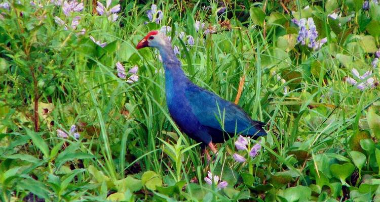 Purpurhuhn inmitten üppiger Vegetation.