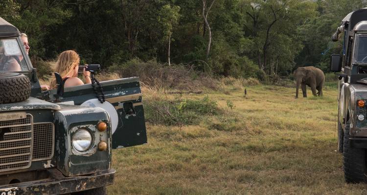 Zwei Fahrzeuge mit Menschen, die einen Elefanten in einem grasbewachsenen Gebiet fotografieren.