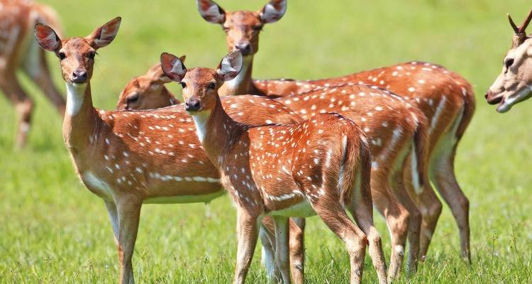 Gruppe von Hirschen, die auf einer grasbewachsenen Wiese stehen.