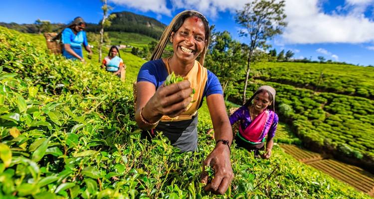Lächelnde Frauen pflücken Teeblätter in einer Plantage.