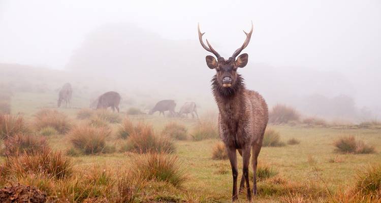 Reh steht in nebligem Grasland mit anderen beim Grasen.
