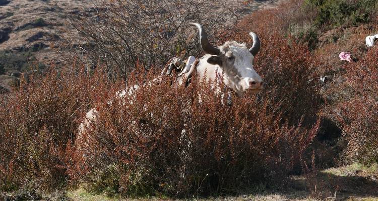 Koe of jak die tevoorschijn kijkt vanuit dichte begroeiing.