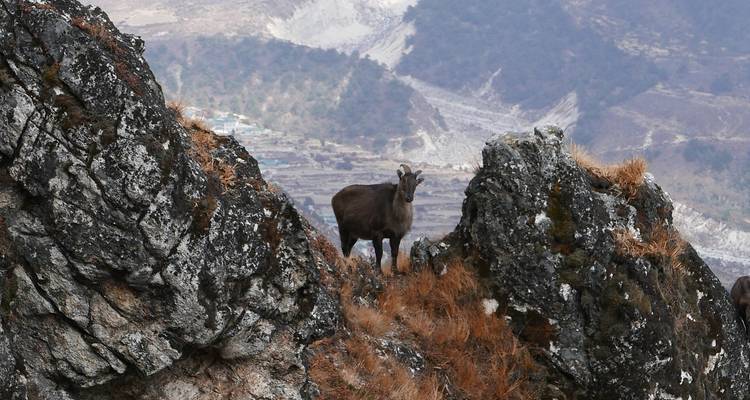 Bergbok op rotsrichel met schilderachtig uitzicht op vallei.