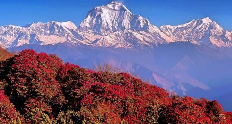 Rododendronbloesems tegen een achtergrond van majestueuze besneeuwde bergen.
