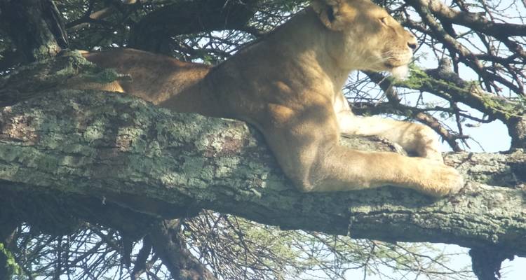 Safari Itinerary - Lake Manyara, Lake Eyasi, Serengeti, Ngorongoro And Usambara - Borderless Tours and Safaris Ltd