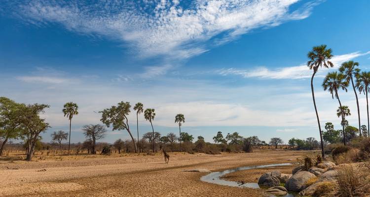 Amplio paisaje de sabana con una sola jirafa bajo un cielo azul.