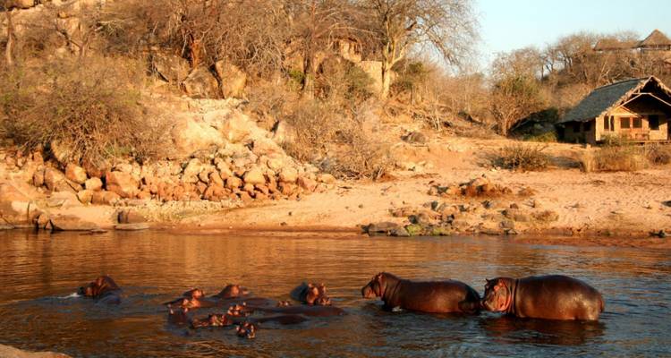 Grupo de hipopótamos parcialmente sumergidos en un río.