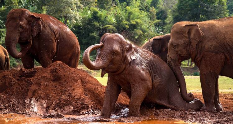 Elephants playing and splashing in a muddy waterhole.