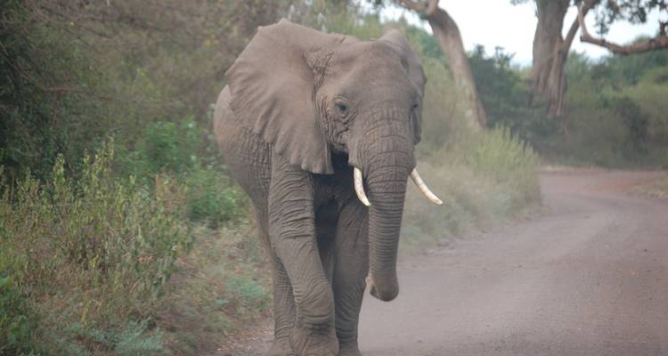 6 Days Tanzania Camping Safari to Lake Manyara, Lake Eyasi, Serengeti, Ngorongoro Crater & Lake Natron - Unison Safaris