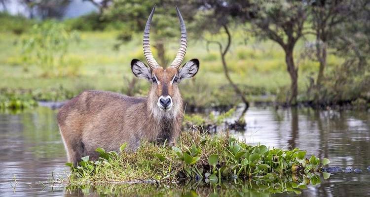 Waterbok staand in water omringd door vegetatie.