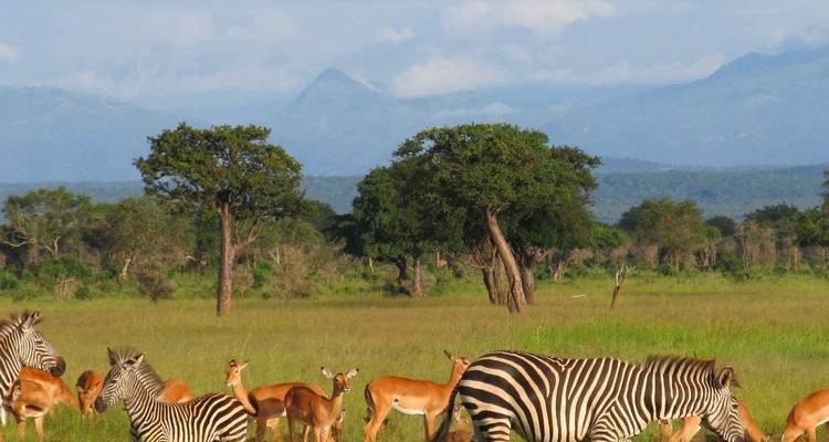 Zebra's grazend in een weelderig groen landschap.