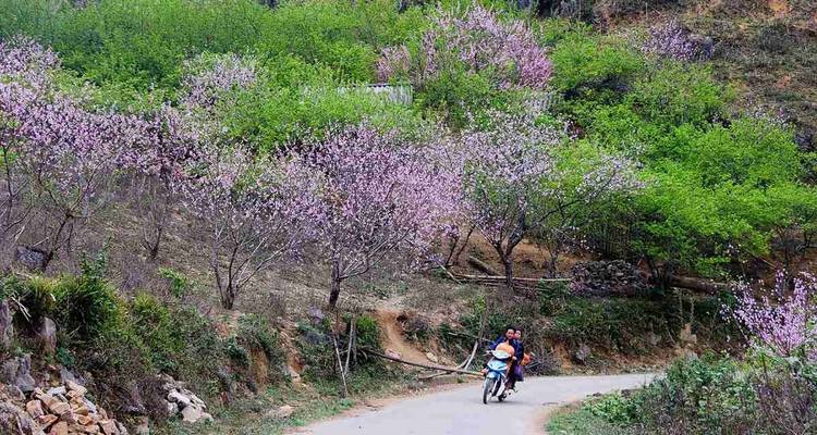 Person on a motorbike riding through a flowering landscape.