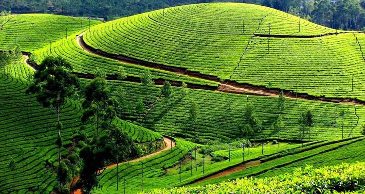 Vastas plantaciones de té verde bajo un cielo despejado.