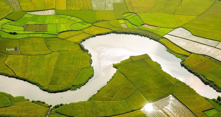 Fluss, der sich durch üppige grüne Reisfelder schlängelt.