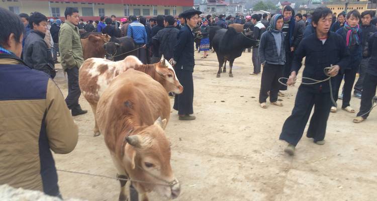 Viehmarkt mit Einheimischen
