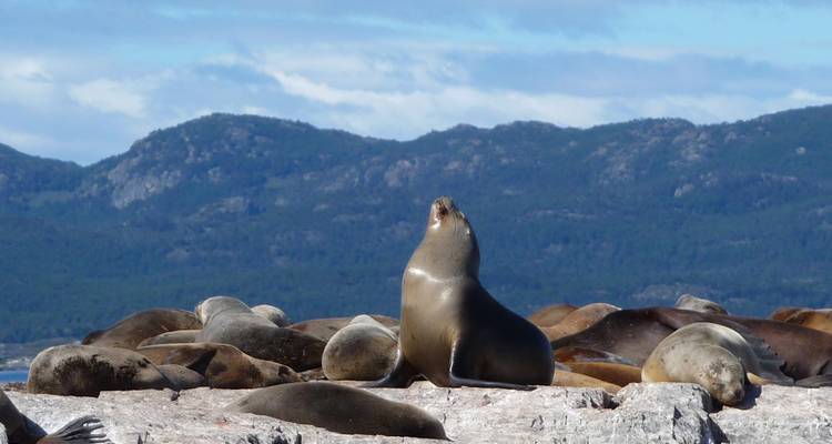 Groupe d'otaries se reposant sur un terrain rocheux avec un arrière-plan forestier.
