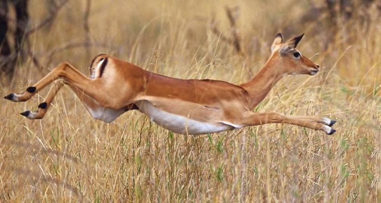 Antílope saltando a través de la hierba de la sabana.