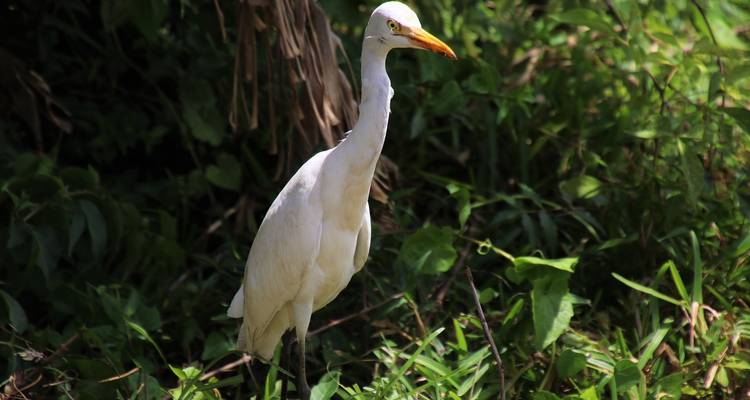 Reiger vogel staand in weelderig groen.