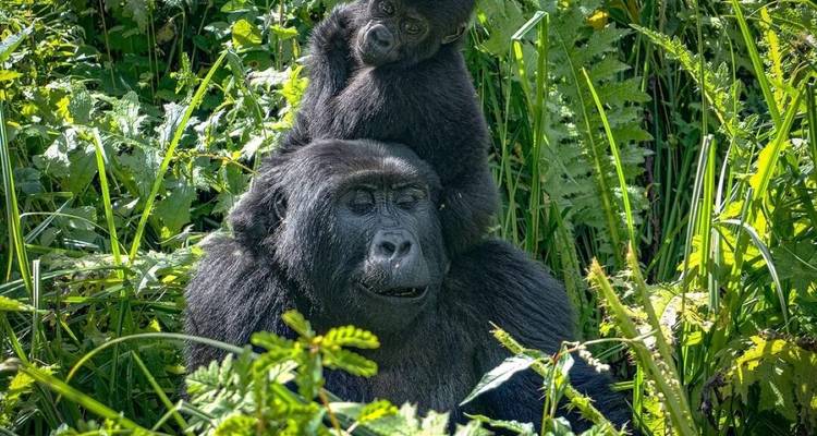 Gorila con un bebé en su espalda rodeado de follaje verde.