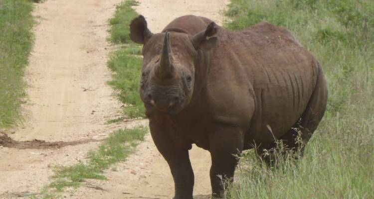 3 Days - Tsavo West – Taita Hills - Pita Safaris