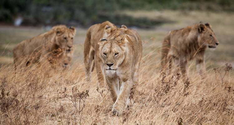 Troep leeuwen die door droge graslanden loopt.