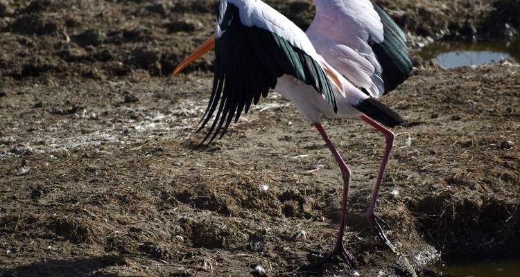 Bird with open wings on the ground.