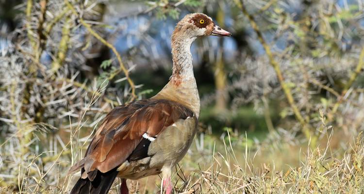 Close-up of a colorful bird on grass.