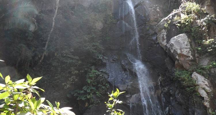 Cascada fluyendo por las rocas rodeada de vegetación exuberante.