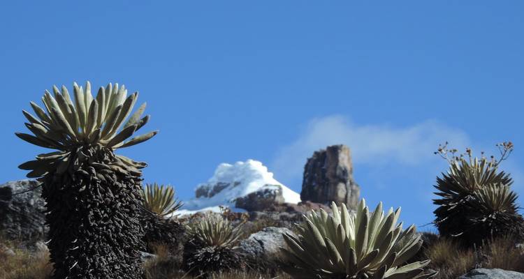 Plantas y telón de fondo montañoso con manchas de nieve.