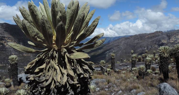 Planta única en un ambiente montañoso.