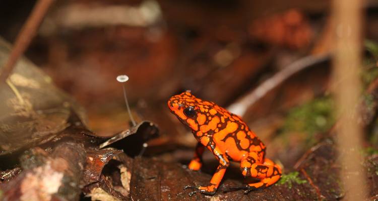 Rana tropical de colores brillantes en el suelo
