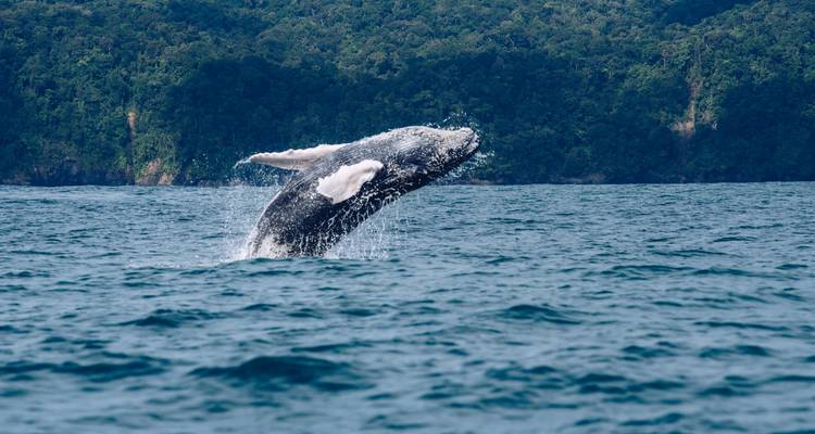Ballena saltando en el océano cerca de una costa boscosa
