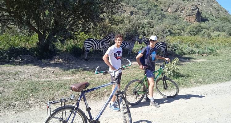 Two people with bicycles observing zebras in a wildlife setting.