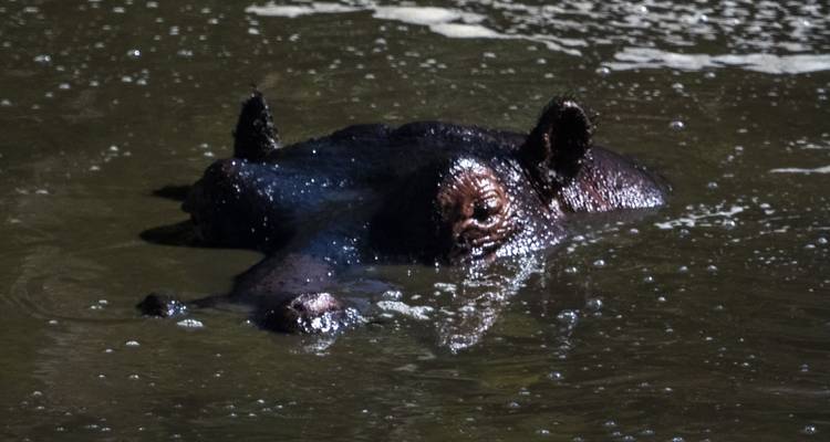 Hippopotamus submerged in water, only head visible.