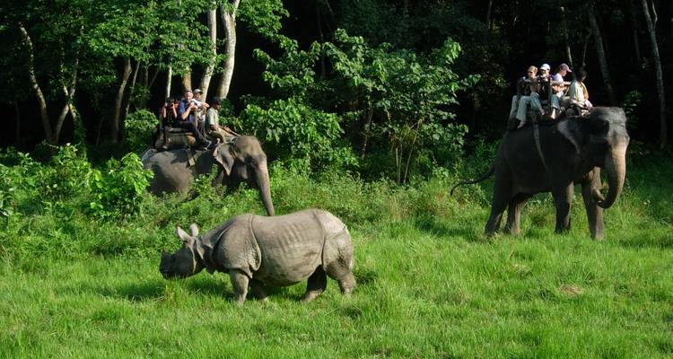 Des éléphants avec des cavaliers près d'un rhinocéros qui broute.