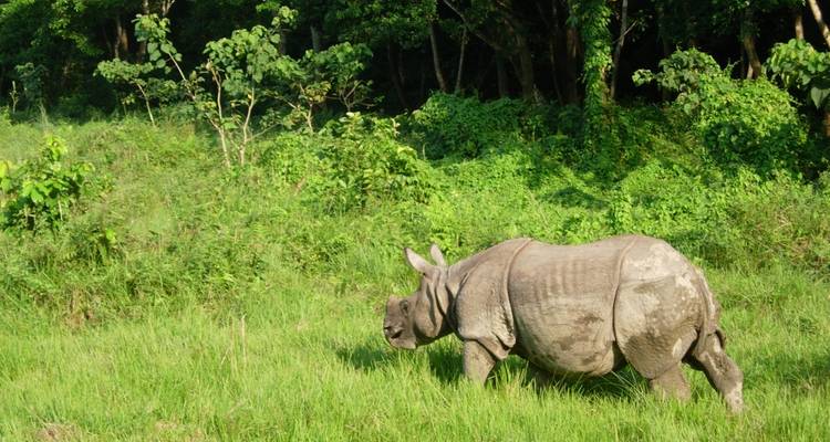 Un rhinocéros qui marche dans une zone herbeuse.