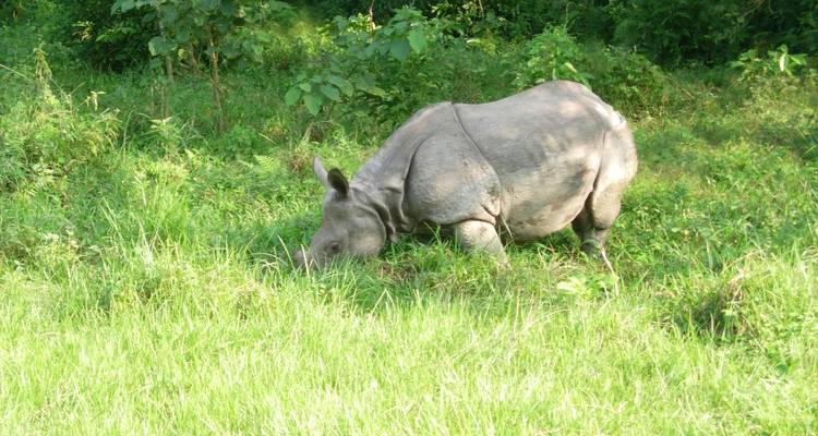 Un rhinocéros qui broute dans une zone herbeuse.