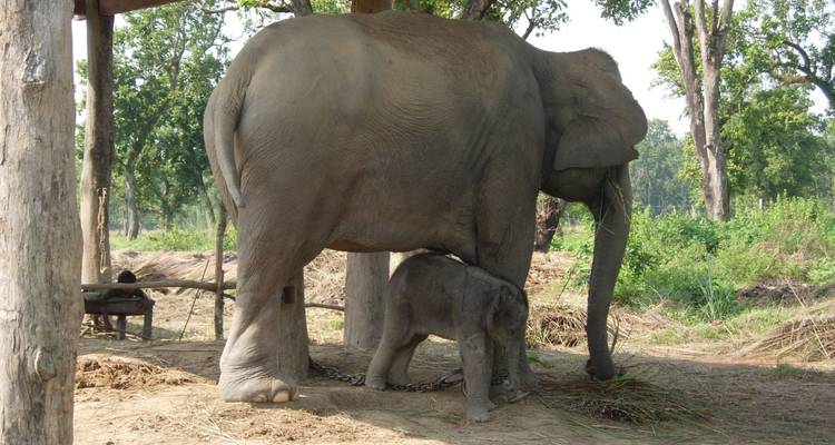 Bébé éléphant tétant sa mère.