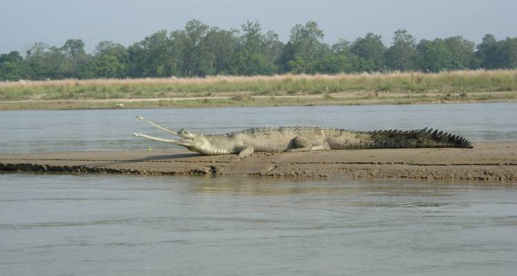 Crocodile se prélassant sur une berge.