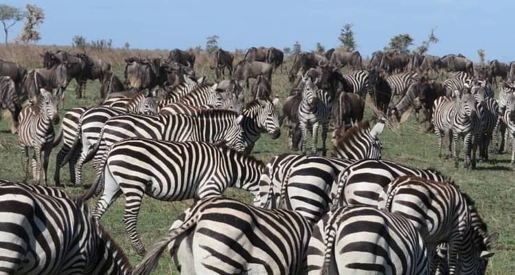 Eine große Gruppe von Zebras und Gnus in einer grasbewachsenen Ebene.