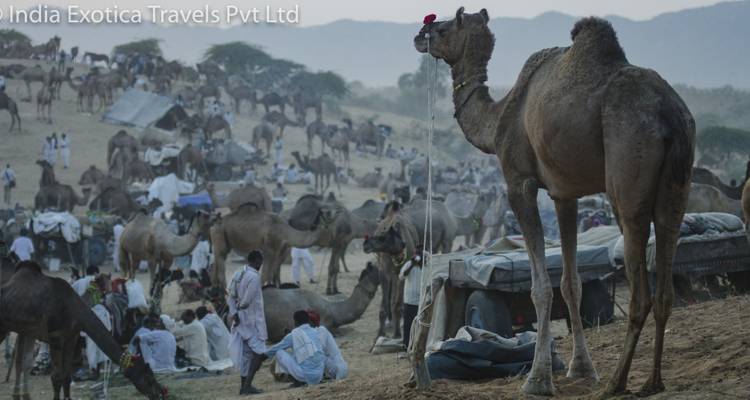 Rajasthan Pushkar Festival Tour 2019 - India Exotica Travels Pvt Ltd